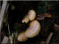 Orangeseitling - Phyllotopsis nidulans