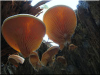 Orangeseitling - Phyllotopsis nidulans