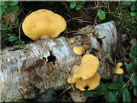 Orangeseitling - Phyllotopsis nidulans