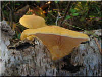 Orangeseitling - Phyllotopsis nidulans