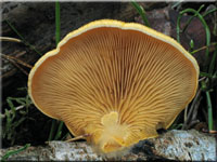 Orangeseitling - Phyllotopsis nidulans