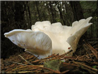 Ohrfrmiger Weissseitling - Phyllotus porrigens