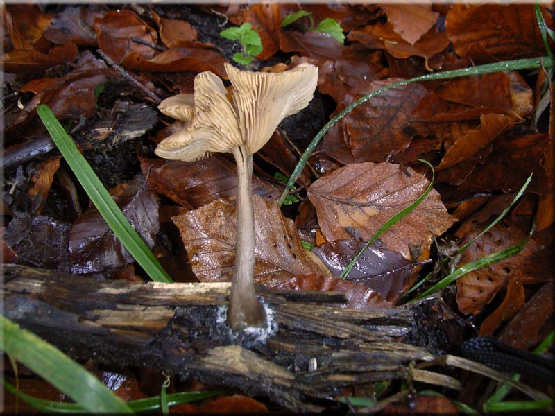 Kaffeebrauner Gabeltrichterling - Pseudoclitocybe cyathiformis