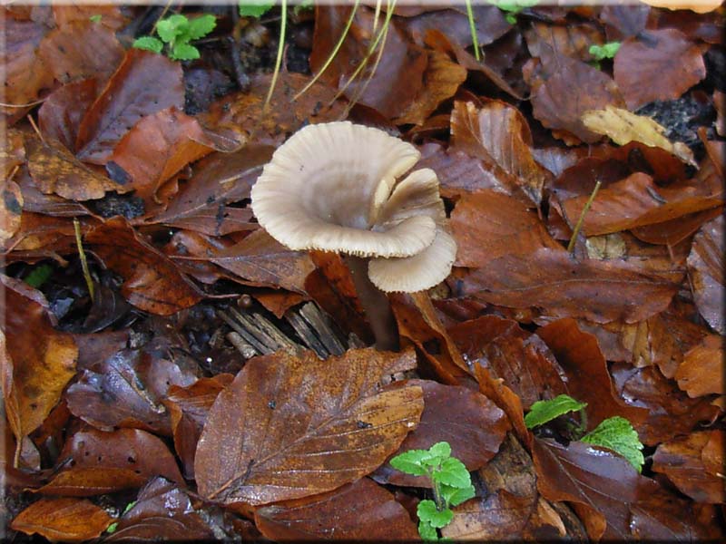 Kaffeebrauner Gabeltrichterling - Pseudoclitocybe cyathiformis