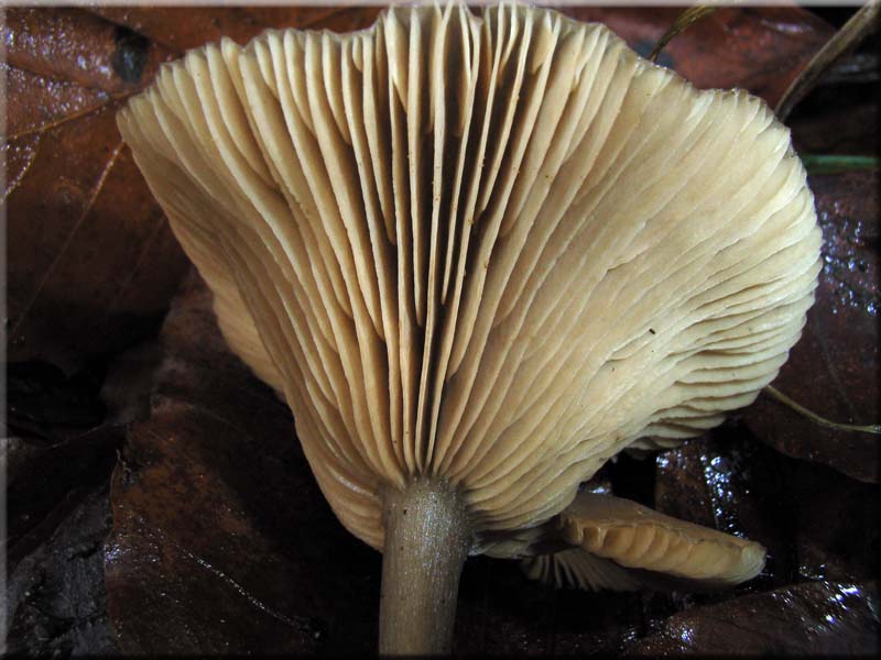 Kaffeebrauner Gabeltrichterling - Pseudoclitocybe cyathiformis