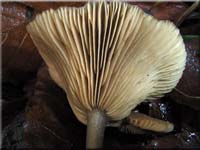 Kaffeebrauner Gabeltrichterling - Pseudoclitocybe cyathiformis