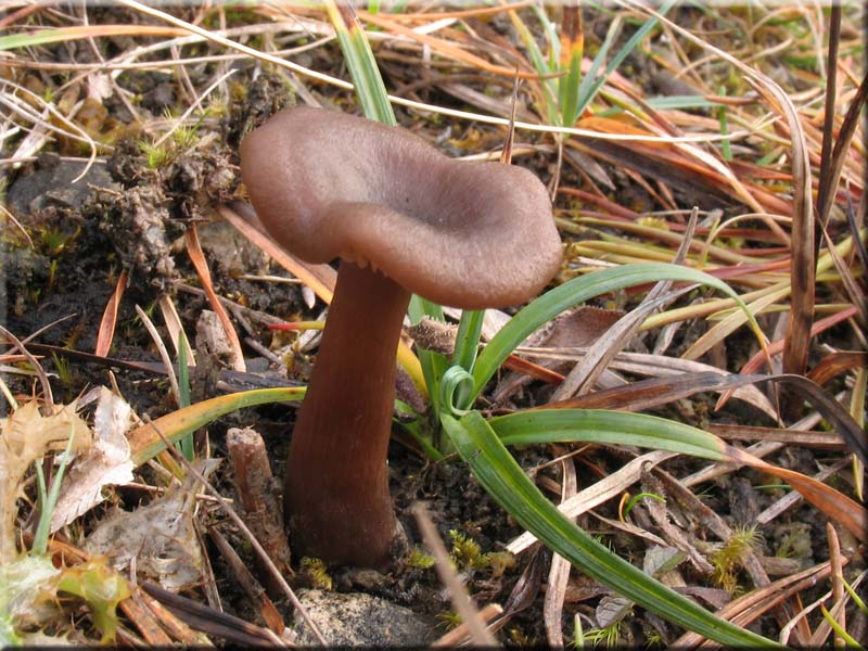 Kaffeebrauner Gabeltrichterling - Pseudoclitocybe cyathiformis