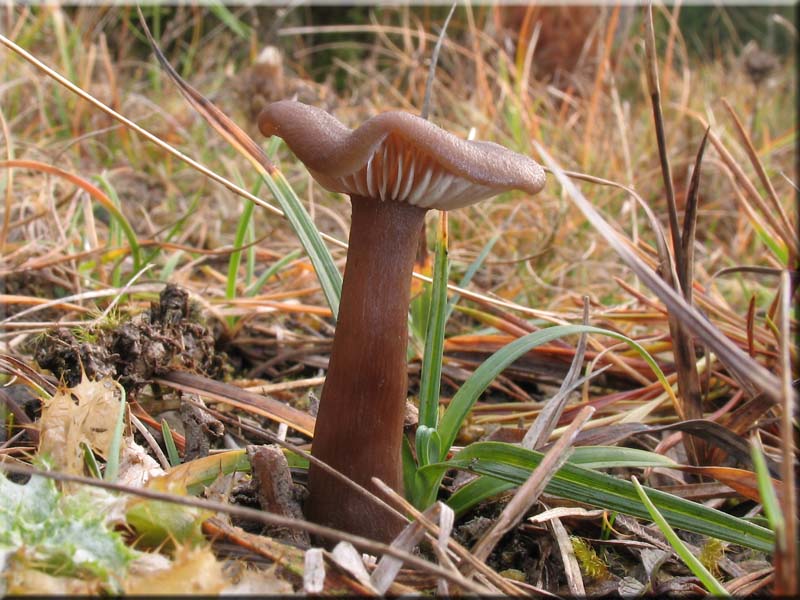Kaffeebrauner Gabeltrichterling - Pseudoclitocybe cyathiformis