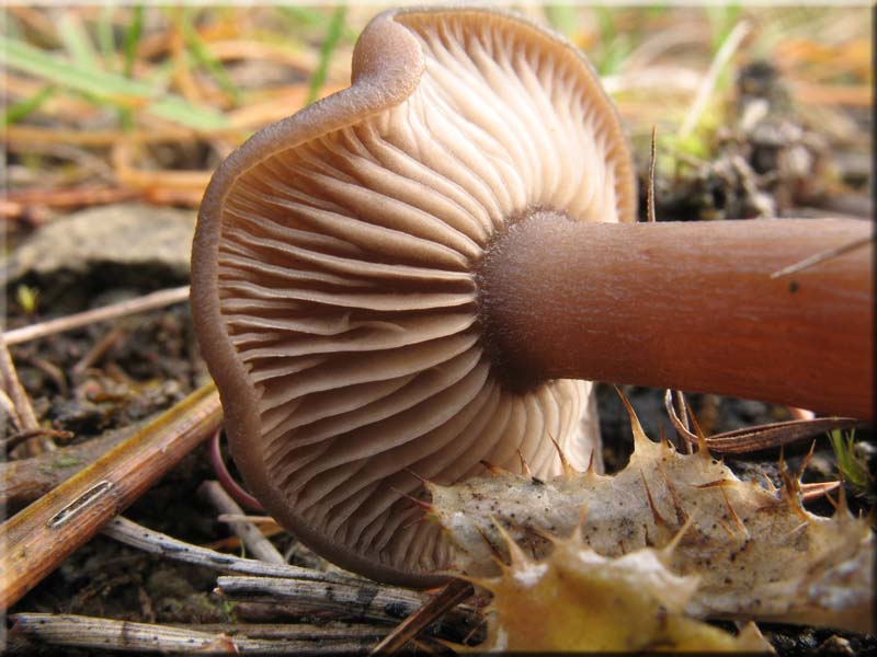 Kaffeebrauner Gabeltrichterling - Pseudoclitocybe cyathiformis