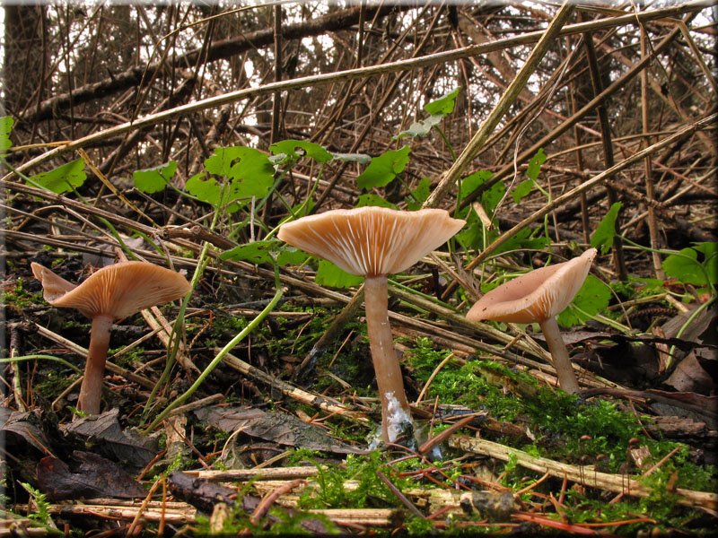 Kaffeebrauner Gabeltrichterling - Pseudoclitocybe cyathiformis