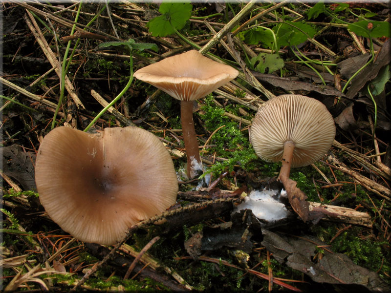 Kaffeebrauner Gabeltrichterling - Pseudoclitocybe cyathiformis