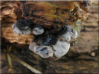 Dichtblttriger Liliputseitling - Resupinatus applicatus