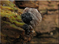 Dichtblttriger Liliputseitling - Resupinatus applicatus