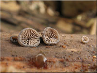 Dichtblättriger Liliputseitling - Resupinatus applicatus