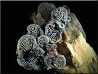 Dichtblttriger Liliputseitling - Resupinatus applicatus