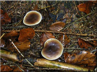 Horngrauer Rosasporrübling - Rhodocollybia butyracea var. asema 