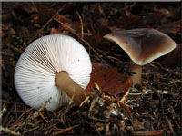 Horngrauer Rosasporrbling - Rhodocollybia butyracea var. asema 