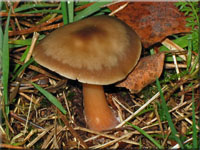 Butter-Rosasporrübling - Rhodocollybia butyracea