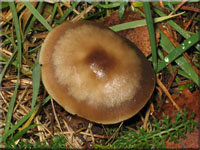Butter-Rosasporrbling - Rhodocollybia butyracea