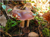 Kastanienbrauner Rosasporrübling - Rhodocollybia butyracea