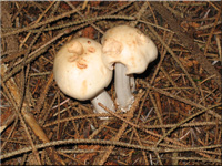 Gefleckter Rosasporrübling - Rhodocollybia maculata