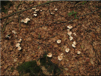 Gefleckter Rosasporrbling - Rhodocollybia maculata