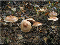 Kerbblättriger Rosasporrübling - Rhodocollybia prolixa