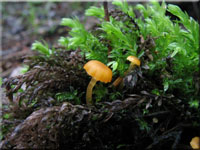 Orangeroter Heftelnabeling - Rickenella fibula