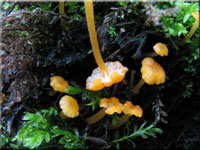 Orangeroter Heftelnabeling - Rickenella fibula