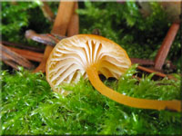Orangeroter Heftelnabeling - Rickenella fibula