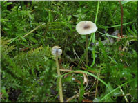 Blaustieliger Heftelnabeling - Rickenella swartzii