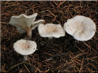 Bewimperter Filzkrempling - Ripartitis tricholoma
