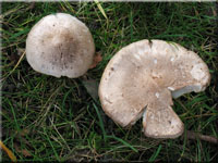 Beringter Erd-Ritterling - Tricholoma cingulatum