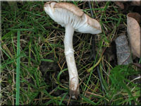 Beringter Erd-Ritterling - Tricholoma cingulatum