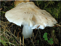 Seidiger Ritterling - Tricholoma columbetta