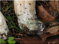 Seidiger Ritterling - Tricholoma columbetta