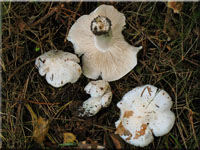 Tricholoma columbetta 