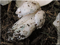 Seidiger Ritterling - Tricholoma columbetta