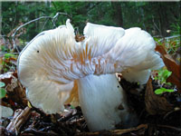 Seidiger Ritterling - Tricholoma columbetta