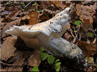 Seidiger Ritterling - Tricholoma columbetta