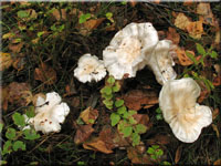 Seidiger Ritterling - Tricholoma columbetta