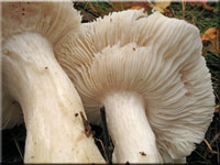 Seidiger Ritterling - Tricholoma columbetta