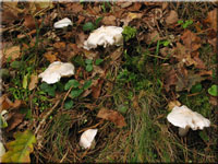 Seidiger Ritterling - Tricholoma columbetta