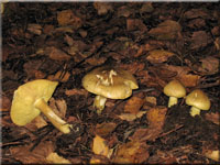 Gelbfleischiger Grnling - Tricholoma equestre