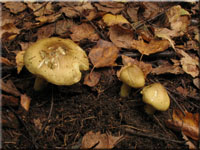 Gelbfleischiger Grnling - Tricholoma equestre