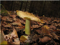 Gelbfleischiger Grnling - Tricholoma equestre