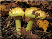 Gelbfleischiger Grünling - Tricholoma equestre