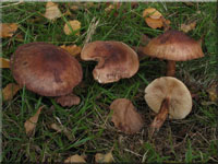 Gelbblättriger Ritterling - Tricholoma fulvum
