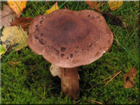 Feinschuppiger Ritterling - Tricholoma imbricatum