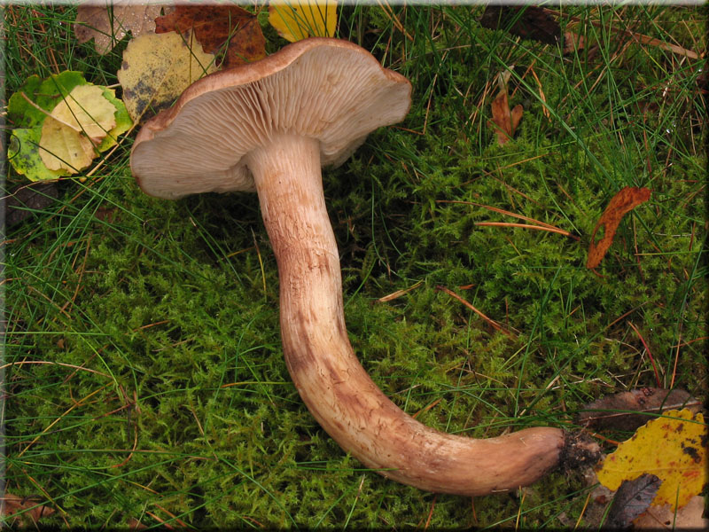 Feinschuppiger Ritterling - Tricholoma imbricatum
